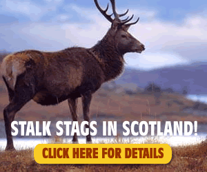 Stalk Stags