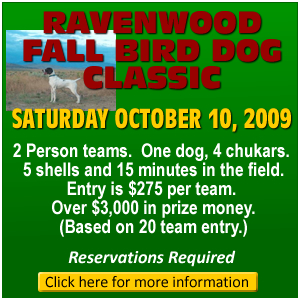 Spotlight Bird Dog