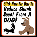 Skunk scent removal