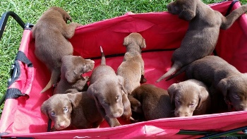 Chocolate Lab Puppies For Sale